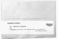 Ophiognomonia leptostyla image